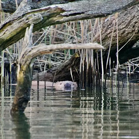 샬레 Aquahome - Np De Biesbosch - Bijzonder Overnachten Op Houseboat! Werkendam