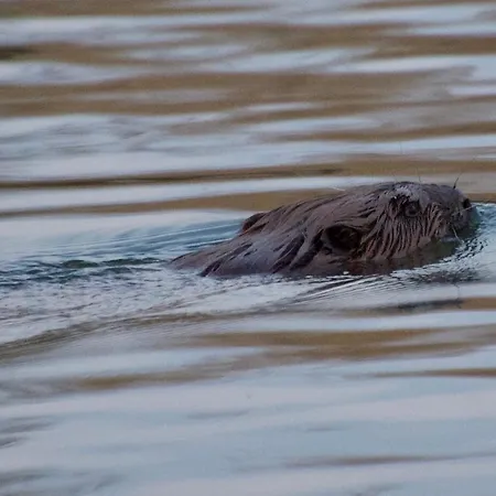 Aquahome - Np De Biesbosch - Bijzonder Overnachten Op Houseboat! 샬레
