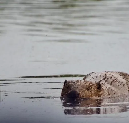 샬레 Aquahome - Np De Biesbosch - Bijzonder Overnachten Op Houseboat!