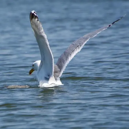 Aquahome - Np De Biesbosch - Bijzonder Overnachten Op Houseboat! * Werkendam